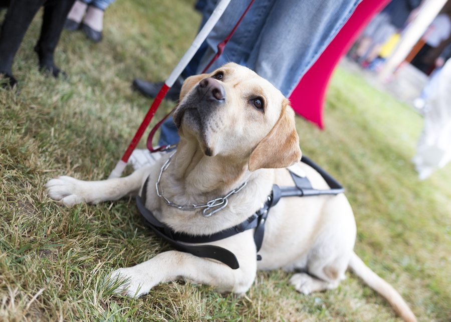 Caregivers in Greenville SC: April is National Pet Month: Which Pet is Best for Your Senior?